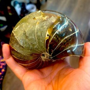 Complete Nautilus fossil